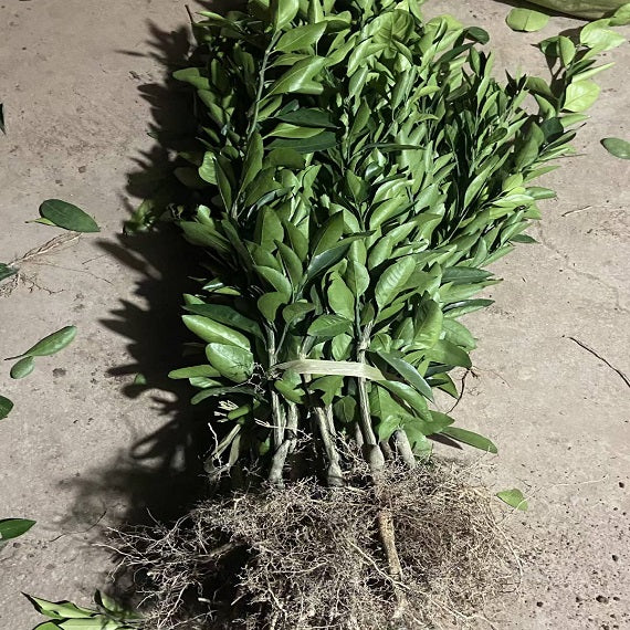 Grafted Yura Plant