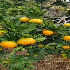Grafted Yura Plant
