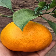 Grafted Ehime N46 Plant