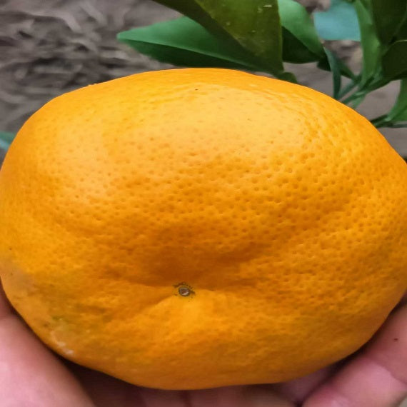 Grafted Ehime N46 Plant