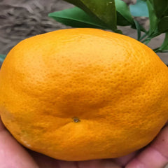 Grafted Ehime N46 Plant