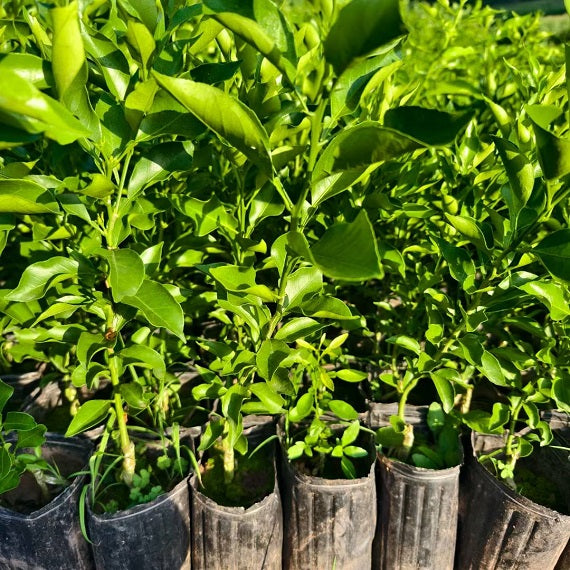 Grafted Ehime N46 Plant