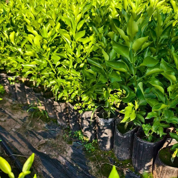 Grafted Ehime N46 Plant