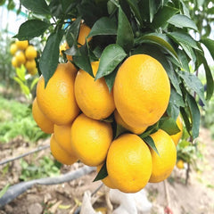 Grafted Ehime 68 Plant