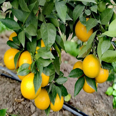 Grafted Ehime 68 Plant