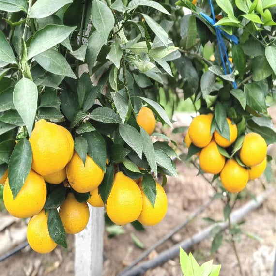Grafted Ehime 68 Plant