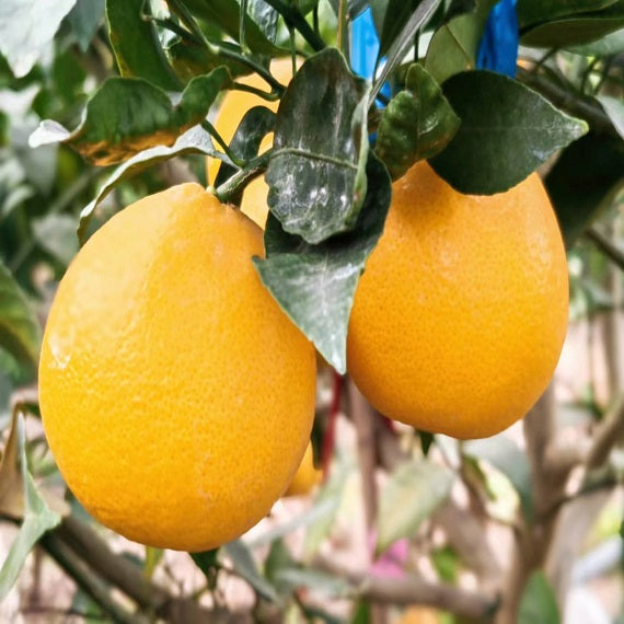 Grafted Ehime 68 Plant