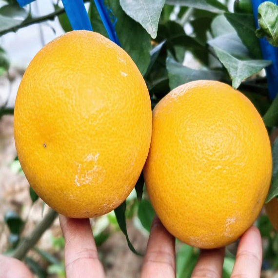Grafted Ehime 68 Plant
