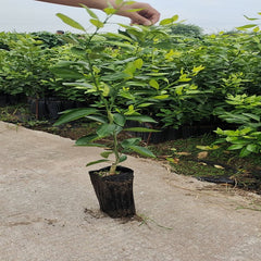 Grafted Ehime 68 Plant