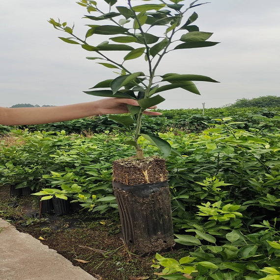 Grafted Ehime 68 Plant