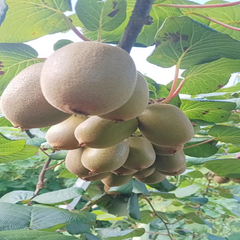 Grafted G3 Plant