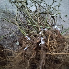 Grafted G3 Plant