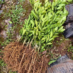 Grafted Mihaya Citrus Plant
