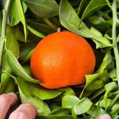 Grafted Mihaya Citrus Plant
