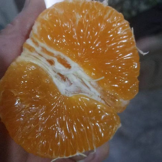 Grafted Ehime N48(Reikou/Beniprincess) Plant