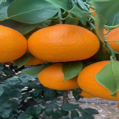Grafted Ehime N48(Reikou/Beniprincess) Plant
