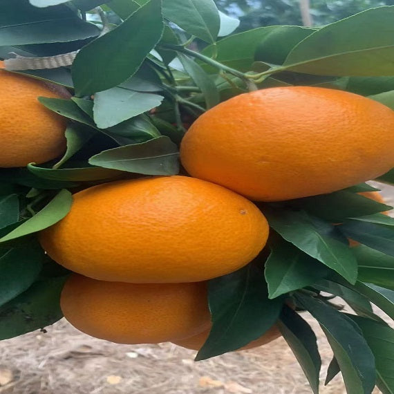 Grafted Ehime N48(Reikou/Beniprincess) Plant