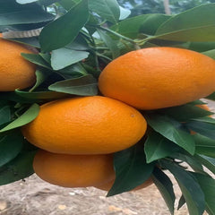Grafted Ehime N48(Reikou/Beniprincess) Plant