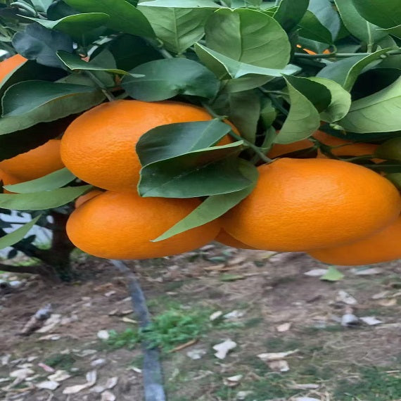Grafted Ehime N48(Reikou/Beniprincess) Plant
