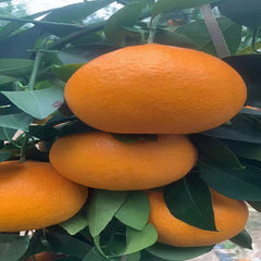 Grafted Ehime N48(Reikou/Beniprincess) Plant
