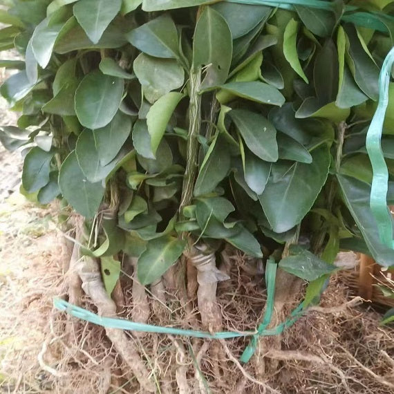 Grafted Ehime N48(Reikou/Beniprincess) Plant