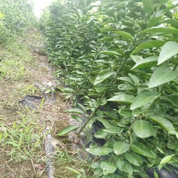 Grafted Ehime N48(Reikou/Beniprincess) Plant