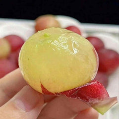 Queen Nina Grape(Cutting/Plant)