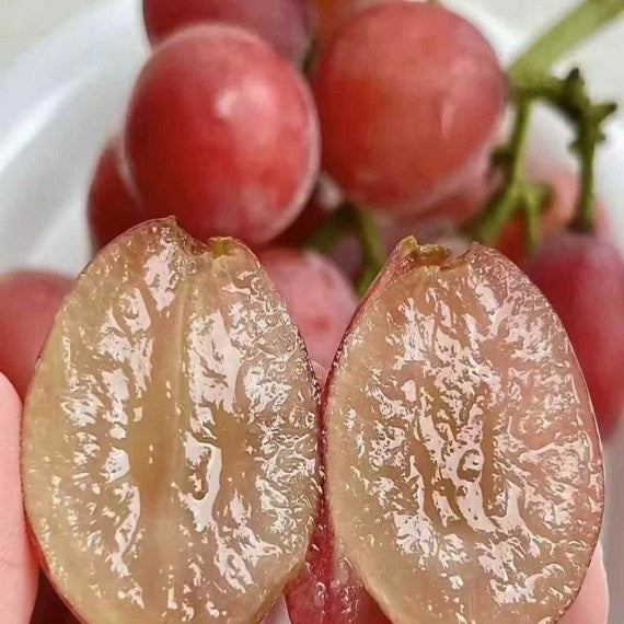 Queen Nina Grape(Cutting/Plant)