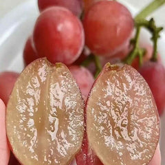 Queen Nina Grape(Cutting/Plant)