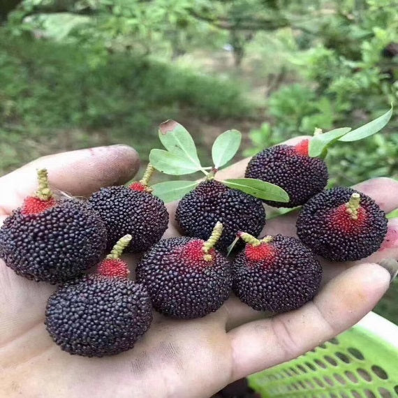 Grafted Wusu Yangmei Plant With Pot