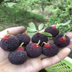 Grafted Wusu Yangmei Plant With Pot