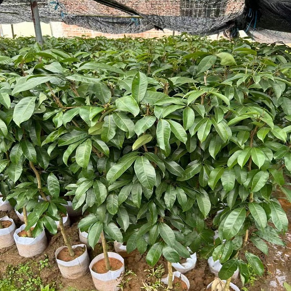 Grafted Lingfengnuo Lychee Pot Plant