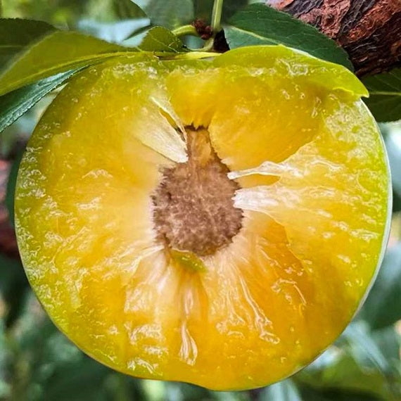 Bee Sugar Plum Scion