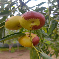 Grafted Oil Pan Jujube Plant