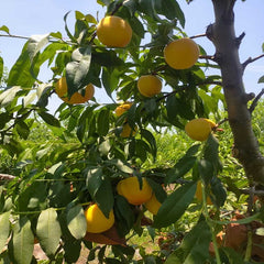 Grafted Golden Honey N5 Peach Plant