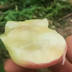 Grafted Cream Pan N8 Plant