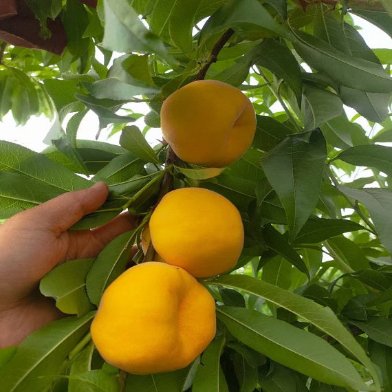 Zhongpan N101 Peach Scion