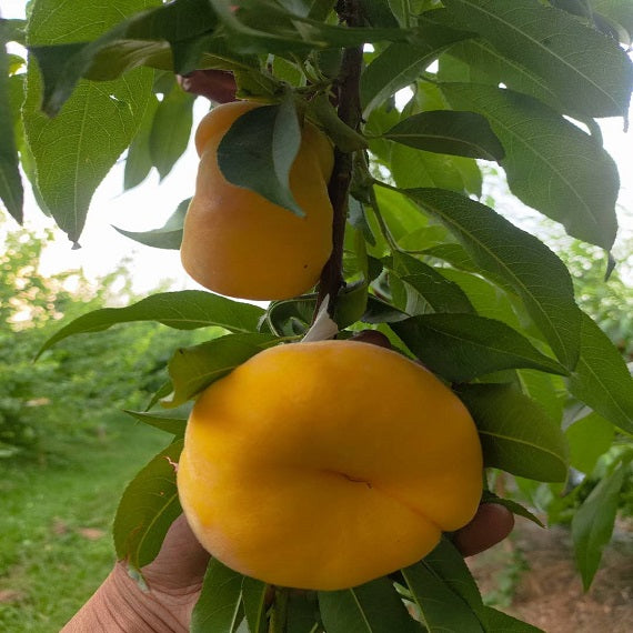 Zhongpan N101 Peach Scion