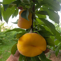 Zhongpan N101 Peach Scion