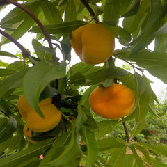 Zhongpan N101 Peach Scion