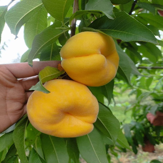 Zhongpan N101 Peach Scion