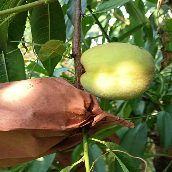 Grafted Okayama Peach Plant