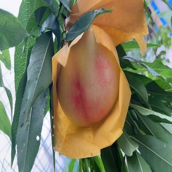 Hakuho Peach Plant