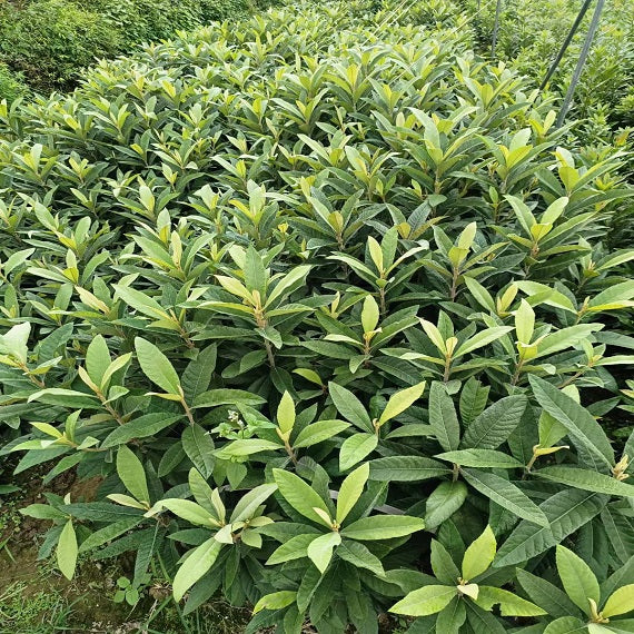 Baisha Loquat Plant