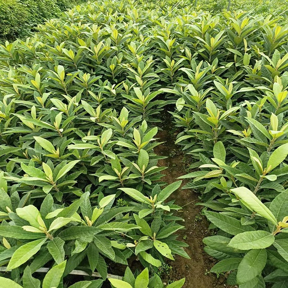 Baisha Loquat Plant