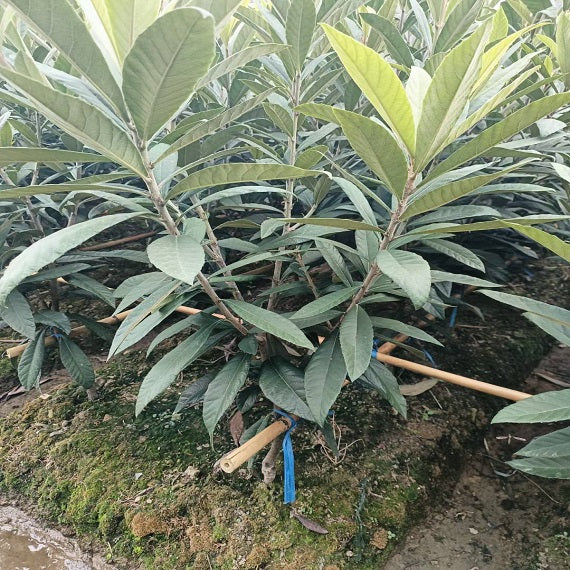 Baisha Loquat Plant