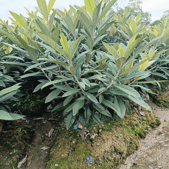 Baisha Loquat Plant