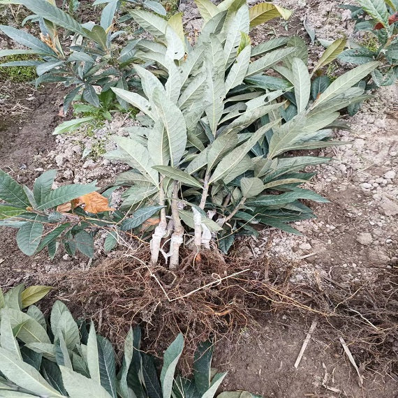 Baisha Loquat Plant