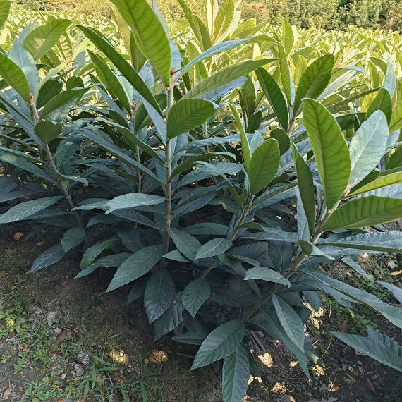 Baisha Loquat Plant