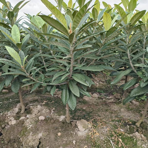 Baisha Loquat Plant